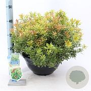 Pieris jap. 'Little Goldy' 40-50 cm 5,0L