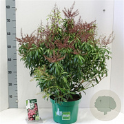 Pieris jap. 'Passion' 20-30 cm 3,0L