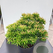 Pieris jap. 'Purity' 20-30 cm 3,0L