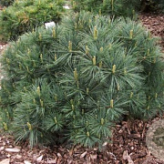 Pinus strobus 'Bergman's Mini' 70-75 cm 30L