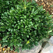 Pittosporum tob. 'Nanum' GM C1.5