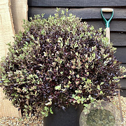 Pittosporum ten. 'Tom Thumb' GM C1.5