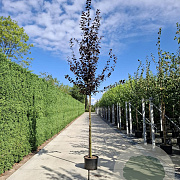 Prunus cer. 'Nigra' 8-10 HO container