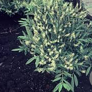 Prunus l. 'Zabeliana' 40-50 cm 5,0L