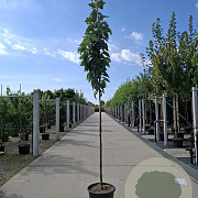 Prunus ser. 'Amanogawa' 8-10 HO container