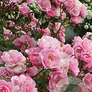 Rosa 'Bonica 82' 10-15 cm C1.5