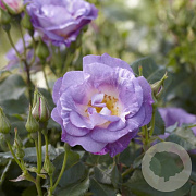 Rosa 'Blue for You' 10-15 cm C1.5
