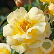Rosa 'Candela' 15-20 cm 2,0L