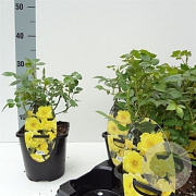Rosa 'Dolly Dot' 10-15 cm C1.5