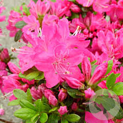 Rhododendron (AJ) 'Kermesina' 25-30 cm 3,5L