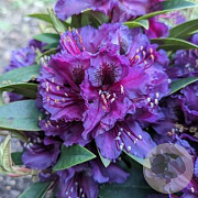 Rhododendron 'Sacko' 30-35 cm 3,0L