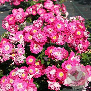 Rosa 'Lipstick' 15-20 cm 2,0L