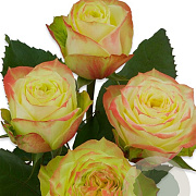 Rosa (F) Adventure 10-15 cm C1.5