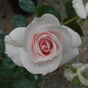 Rosa (H) Aspirin Rose 15-20 cm 2,0L