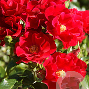 Rosa 'Matador' 15-20 cm 2,0L