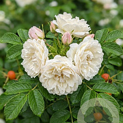 Rosa 'Sea Foam' 10-15 cm C1.5