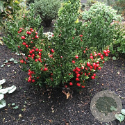 Ruscus aculeatus GM C5