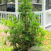 Sciadopitys verticillata 'Sternschnuppe' 30-40 cm 5,0L