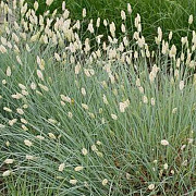 Sesleria nitida 60-70 cm 2,0L