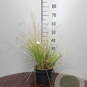 Stipa gigantea 25-35 cm 3,5L