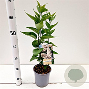 Syringa v. 'Mme Lemoine' 30-40 cm 2,5L