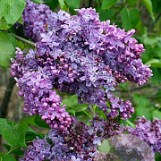 Syringa v. 'Ruhm von Horstenstein' 40-45 cm 2,5L