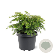Tsuga canadensis 'Jeddeloh' 25-30 cm 3,5L