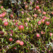 Vaccinium oxycoccus GM P9.5