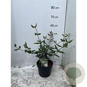 Viburnum burkwoodii 40-50 cm 3,0L
