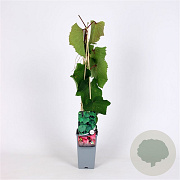 Vitis coignetiae 70 cm 2,0L