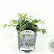 Vinca minor 15-20 cm 2,0L