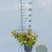 Viburnum plic. 'Watanabe' 30-40 cm 3,0L