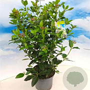 Viburnum tinus 50-60 cm 5,0L