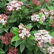 Viburnum tinus 'Spirit' 50-60 cm 5,0L