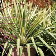 Yucca filamentosa 'Color Guard' 30-40 cm 5,0L