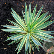 Yucca gloriosa 'Variegata' 25-30 cm 2,0L