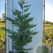 Cupressocyparis leylandii 150-175 cm 10L