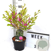 Indigofera heterantha 40-60 cm 3,0L