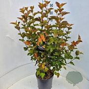 Physocarpus opulifolius 'Amber Queen' 80-100 cm 10L
