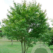 Acer henryi 20-25 HO draadkluit