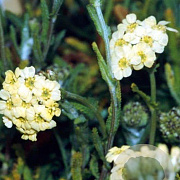 Achillea lewisii 'King Edward' GM P9