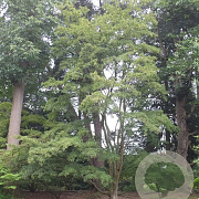 Acer oliverianum 20-25 HO draadkluit