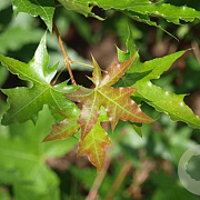 Acer truncatum 350-400 cm draadkluit meerstammig op aanvraag