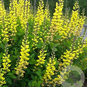 Baptisia 'Solar Flare' GM P9