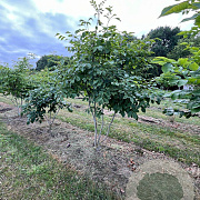Cladrastis kentukea 250-300 cm draadkluit meerstammig 350-400 diameter