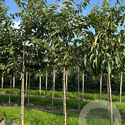 Diospyros lotus 10-12 HO draadkluit