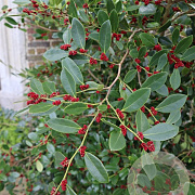 Distylium racemosum 125-150 cm 15L struik
