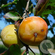Diospyros virginiana 600-700 cm draadkluit meerstammig