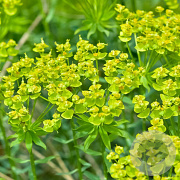 Euphorbia ceratocarpa GM P9