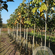 Firmiana simplex 12-14 HO draadkluit